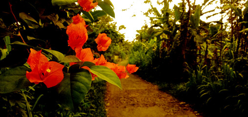 touch of plants on the side of the road