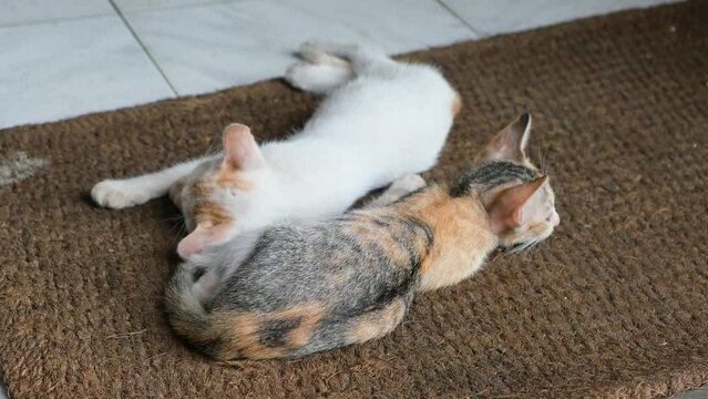 Two cute little cats sleep together at the brown doormats.