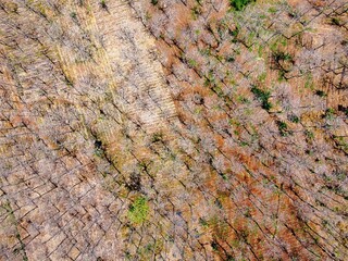 Teak forests dry out and wither during the dry season due to extreme hot weather which causes the leaves to fall