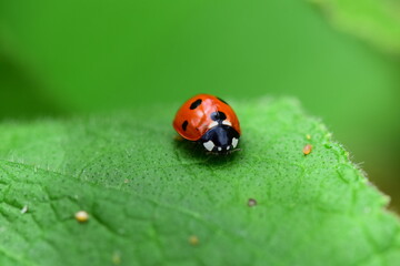 Isolated ladybird sitting on a green leaf