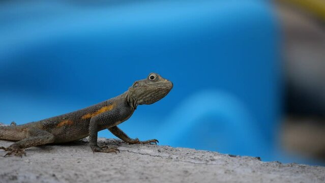 L&eacute;zard gris tropical ( Agama Agama ) sur un mur, prenant la fuite. Esp&egrave;ce invasive &agrave; l'&icirc;le de la R&eacute;union.