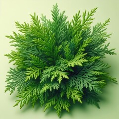 Fototapeta premium green pine tree