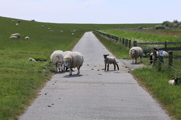 Eine Schafherde auf einem Deich auf Sylt	