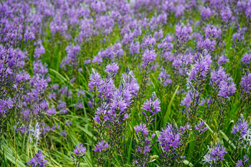 Fototapeta premium Close up of purple flowers growing 