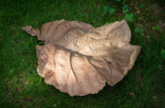 Withered leaf on the green grass under sunlight