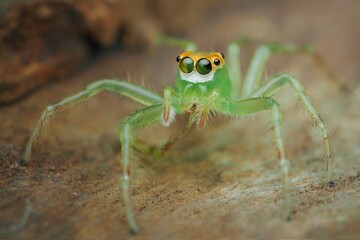 spider on a leaf