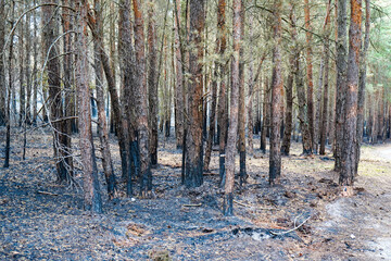 View of tree trunks charred but a undergrowth forest fire  