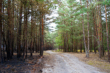 View of tree trunks charred but a undergrowth forest fire  