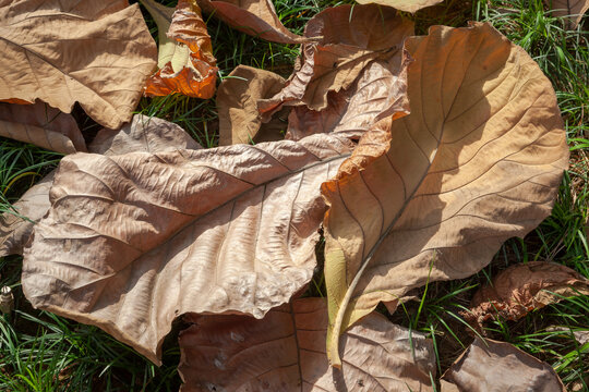 Withered leaves on the green grass under sunlight