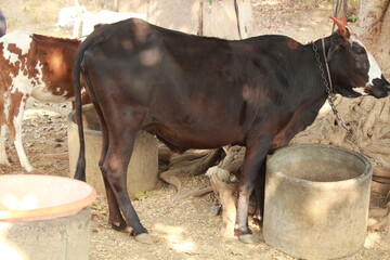 Indian farm background. Black Indian breed cow standing 