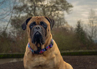 Fototapeta premium 2023-12-18 A FRONTAL PHOTO OF A LARGE FAWN COLORED BULLMASTIFF STARING INTO THE CAMERA WITH A BLURRED OUT VARIETY OF TREES AND A NICE SKY ON MERCER ISLAND WASHINGTON