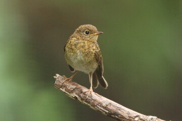 juvenile eurasian red robin
