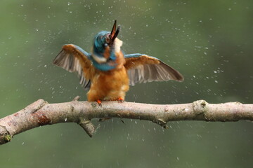 kingfisher shaking water off, droplets