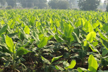 Close up of India banana plantation. Young banana plants in Indian agriculture farm.