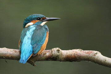 kingfisher on branch