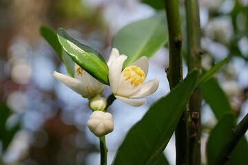 小みかんの花20220504