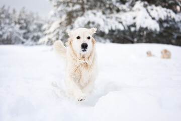 golden retriever dog walking through the snow in winter forest