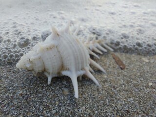 Shells on the sand at the beach and the edge of the sea waves.