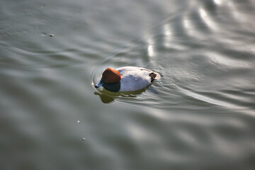 池で泳ぐ渡り鳥の可愛いホシハジロ