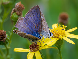 Male Long-tailed Blue Butterfly Trying to Mate