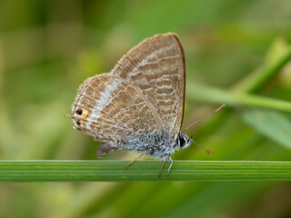 Long-tailed Blue Butterfly With its Wings Closed