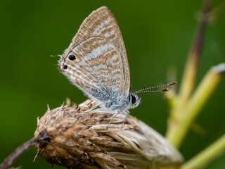 Long-tailed Blue Butterfly With its Wings Closed