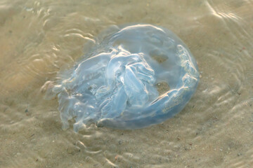 Jellyfish on the seashore at sunset