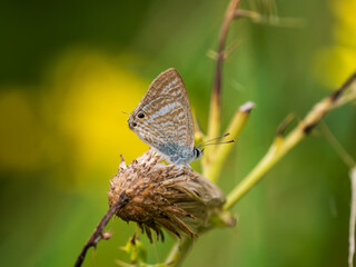 Long-tailed Blue Butterfly With its Wings Closed
