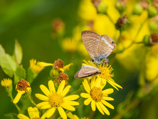 Male Long-tailed Blue Butterfly Trying to Mate