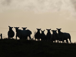 Group of sheep silhouetted against an evening sky in the Outer Hebrides, Scotland