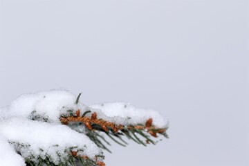 gałąź © Dariusz