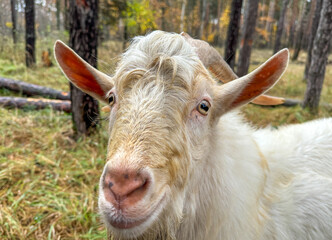 Portrait of a white goat in the forest