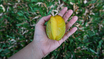 a star fruit being held by someone. grass background