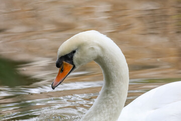 White swan is swimming on the river
