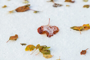 Fallen autumn leaves on first snow on white background of car hood closeup in late autumn. Winter come