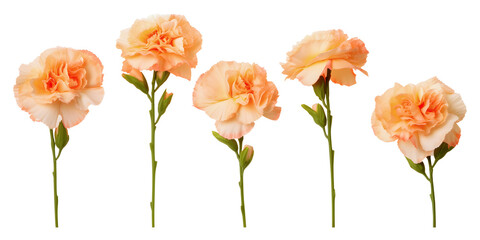 Set of apricot carnation flower branch on white background
 - obrazy, fototapety, plakaty