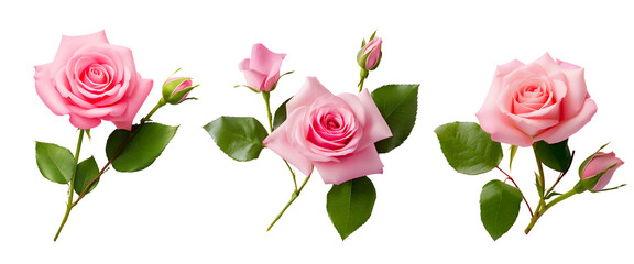 pink rose branch isolated on white - obrazy, fototapety, plakaty