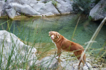 the dog stands on a stone and looks at nature. Nova Scotia Duck Retriever on a walk