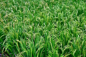 Rice plants grow abundantly in the rice fields of the Rawa Pening Ambarawa area, Central Java, Indonesia