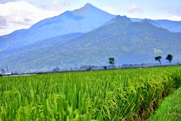 Fototapeta na wymiar Rice plants grow abundantly in the rice fields of the Rawa Pening Ambarawa area, Central Java, Indonesia