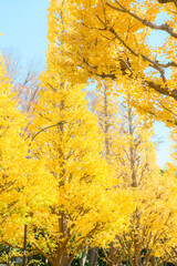 Fototapeta premium 神宮外苑のイチョウ並木