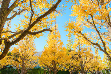 神宮外苑のイチョウ並木