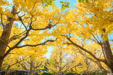 神宮外苑のイチョウ並木