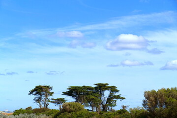trees and blue sky