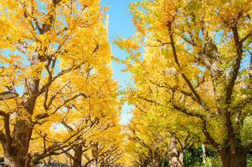 神宮外苑のイチョウ並木