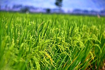 Rice plants grow abundantly in the rice fields of the Rawa Pening Ambarawa area, Central Java, Indonesia