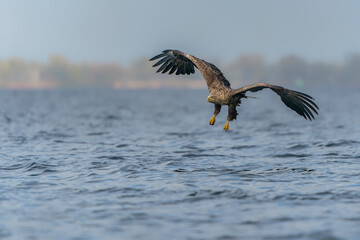 White-tailed eagle or Eurasian sea eagle (Haliaeetus albicilla) flying and fishing close to the water surface.  The eagle is flying to catch a fish. Poland, europe.                                    