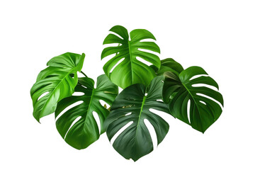 green tropical leaf isolated on white or transparent png