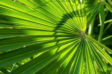 View of tropical green palm leaves. Nature summer concept.