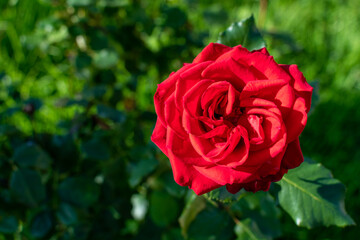 Red rose flower on blurred backdrop in the garden. Nature background.